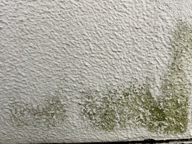 苔の生えた古いモルタル塗り